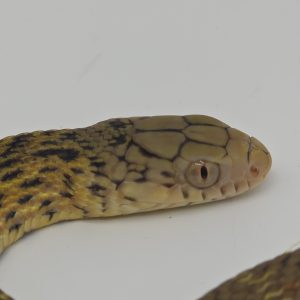Elaphe Carinata
Serpent Ratier Royal
male  2025 02