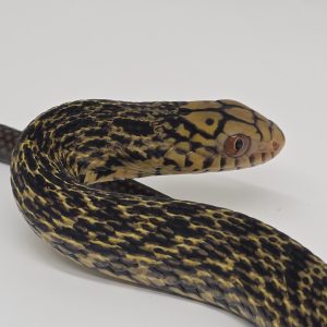 Elaphe Carinata
Serpent Ratier Royal
femelle 2025 01