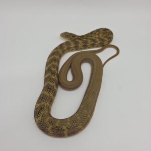 Elaphe Carinata
Serpent Ratier Royal
femelle high yellow 2025 03