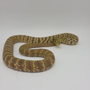 Elaphe Carinata
Serpent Ratier Royal
male extra high yellow 2025 04