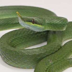 Gonyosoma boulengeri
serpent ratier rhinoceros
couple adulte