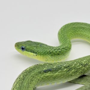 Couple gonyosoma prasinum reproducteur