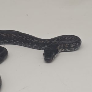 Zamenis persicus
serpent ratier de Perse
couple non consanguin ( forme melanique)