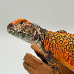 uromastyx nigriventris
male 2024