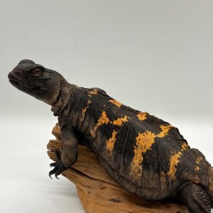 Uromastyx dispar flavifasciata
yellow banded femelle
adulte