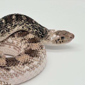 Pituophis catenifer sayi white side
Serpent taureau
femelle