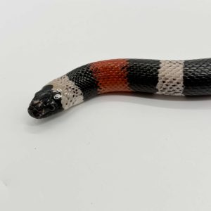 Lampropeltis Campbelli
serpent lait de campbelli
male adulte
