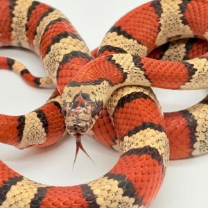 lampropeltis leonis
serpent roi du Mexique
male