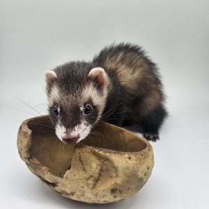 furet pucé, vacciné