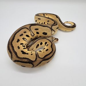 Python royal pastel léopard clown poss fire mâle