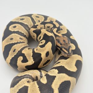 Python royal léopard yellow belly désert ghost mâle