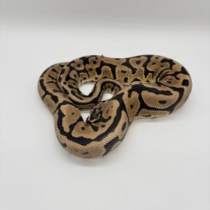 Python royal confusion spotnose 66% het clown mâle
