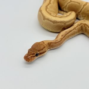 Python royal pinstripe ultramel femelle