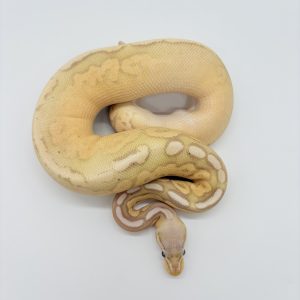 Python royal pweter banana 100% het pied mâle