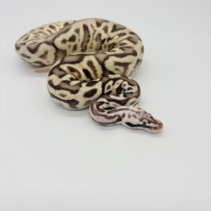 Python royal Firefly super spotnose 66% het clown