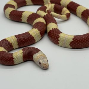 Lampropeltis nelsoni albinos femelle