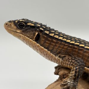 Gerrhosaurus major mâle ou femelle