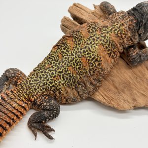 Uromastyx nigriventris ( Lézard fouette queu ) femelle