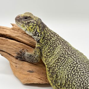 Uromastyx nigriventris ( Lézard fouette queu ) femelle