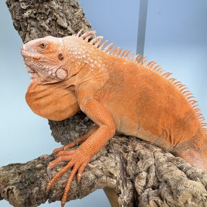 Iguane Red T+ Albinos Mâle 2024
