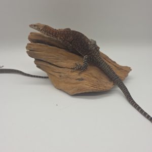 Varanus Pibarensis
Varan de Pilbara
couple adulte
250229300048448
250229300048447