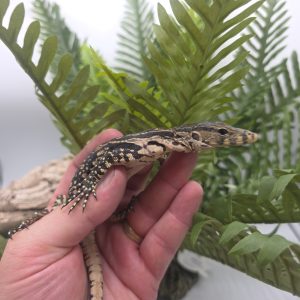 Varanus salvator
varan de malais
male juvenil présumé