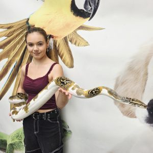 Python Molurus Bivittatus
python molure
piebald femelle 2025