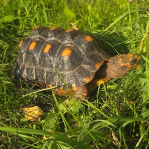 Chelonoidis carbonarius
tortue charbonnières
femelle 2.250kg