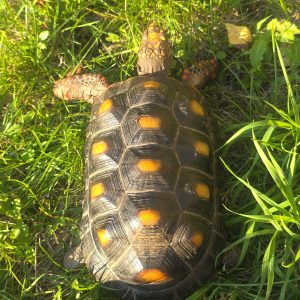 Chelonoidis carbonarius
tortue charbonnières
femelle 1.450kg