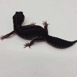 Couple gecko léopard black night