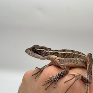 Basilic vittatus