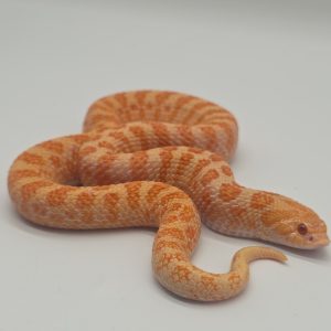 heterodon nasicus
serpent à nez de cochon
artic sunburst