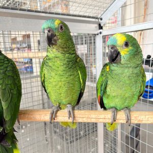 amazon a front bleu
amazona aestiva
male ou femelle jeune
retrait sur place uniquement
1399e