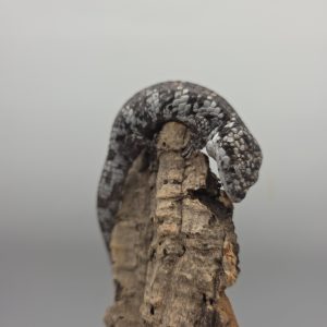Abronia deppi femelle nc 2024