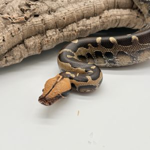 Python breitensteini mâle