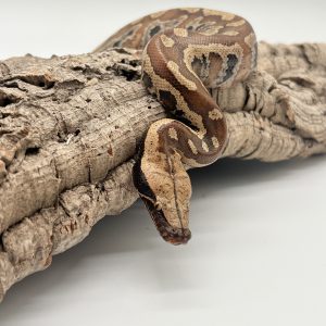 Python brongersmai mâle